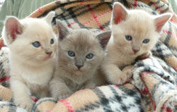 Burmese kittens Bred By Oramor