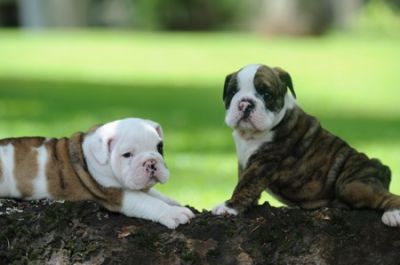 Healthy English Bulldog Puppies For Free Adoption