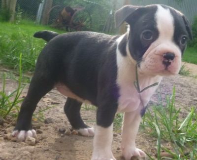 Charming Boston Terrier Puppies.KC registered