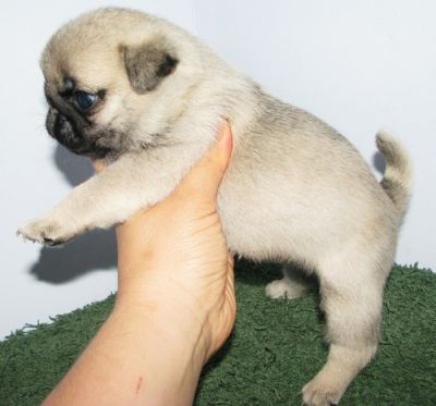 Lovely pug puppies ready for re homing