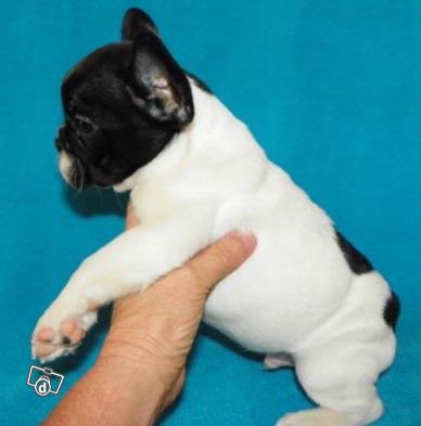 Wonderful Charming French Bulldog Ready Now
