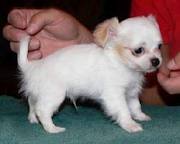  male and female Tiny chihuahua puppies for marry christmass