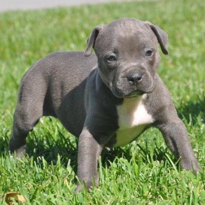 Blue Nose American Pups