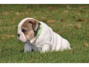 English Bulldog