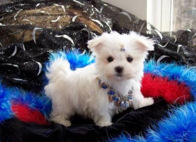 maltese puppies for re homing