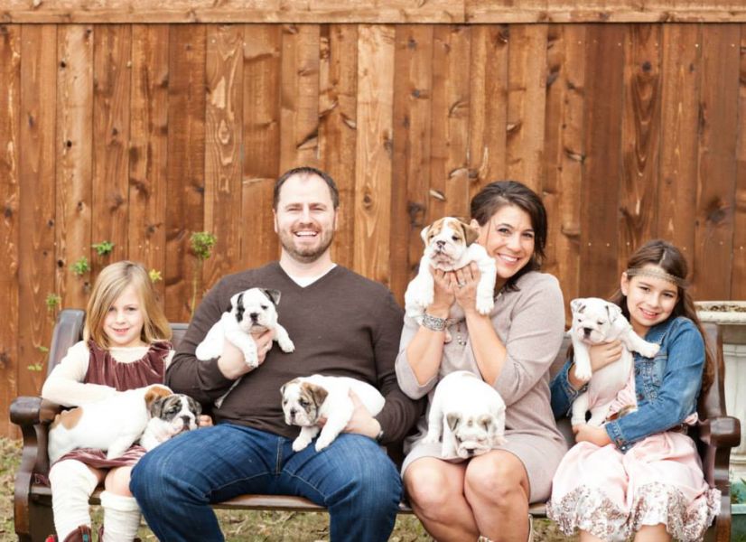 British and French Bulldog Pups available