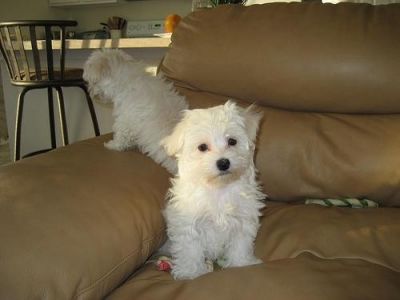 !Gorgeous & Adorable Maltese Puppies For Adoption