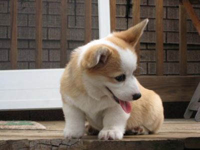  welsh corgi puppiesfor adoption