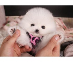 Teacup Pomeranian Puppy And She Will Love To Join 