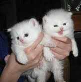 Persian Kittens available