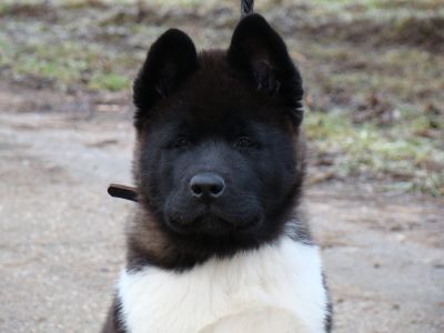akita puppies pure bred for sale