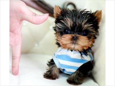 Healthy And Adorable Yorkie Puppies available for a Lovely Home.Email (jenniferrocha2013@gmail.com)