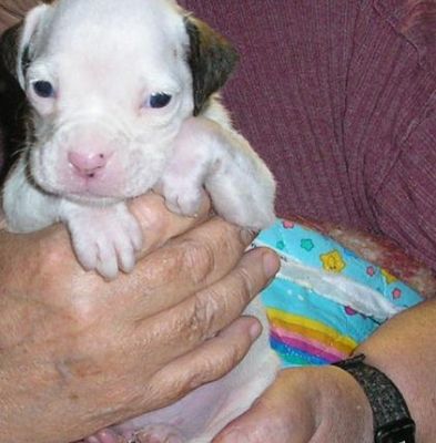 Charming Boxer Bulldog Puppies For Sale