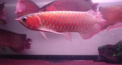 Super red  arowana for sale