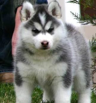 Blue Eyes Siberian Husky Puppies