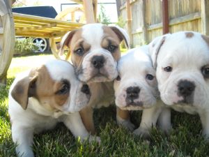 Old English Bulldogs