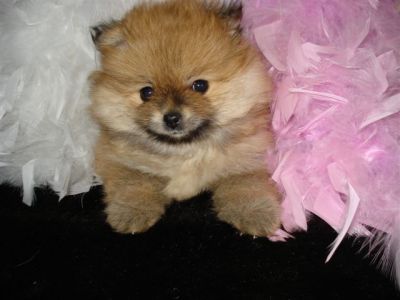 Pomeranian Puppies both sex Male& Female available