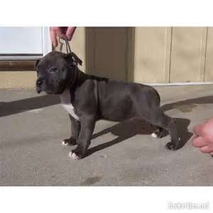 American Pit Bull Terrie for sale