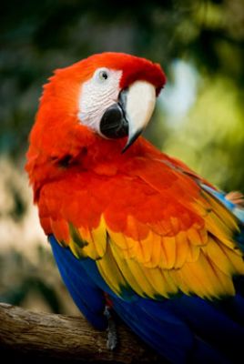 DNA Tested Blue  and Gold Macaw Bird