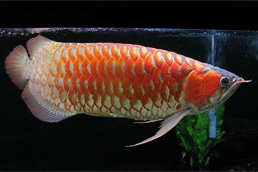 BUY AROWANA FISH NOW!!!!!PRICES REDUCED (lu_fishfarm@yahoo.com)