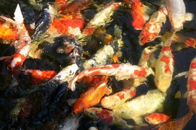Magnificent Koi Fishes For sale.