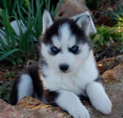 We have very good looking and lovely husky puppies 