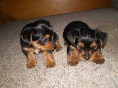 male and female yorkie puppies for Free adoption