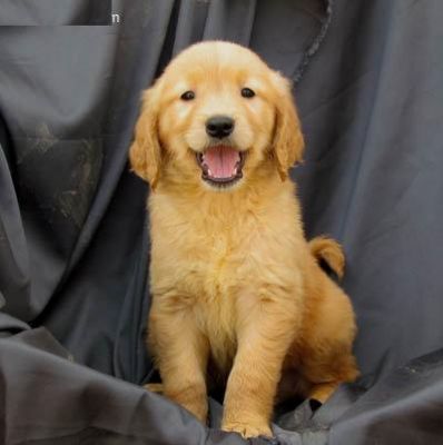 Golden retriever puppies