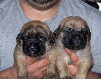 Gorgeous Mastiff Puppies For  sale