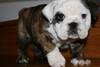 Supper English Bulldog Puppies AKC,11 wks