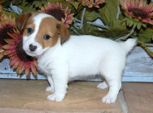 Jack Russell Terrier puppies for sale.