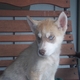 ADORABLE  MALE AND FEMALE SIBERIAN HUSKY PUPPIES FOR  ADOPTION