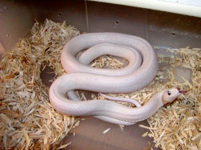 Leucistic Texas Rat Snake for sale