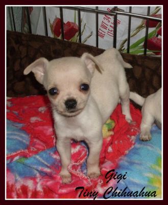 Tiny Deer Apple head Chihuahua Male