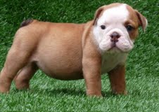 Gorgeous English Bulldog Puppies