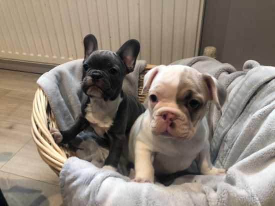 Healthy French Frenchies For Sale, Male and Females