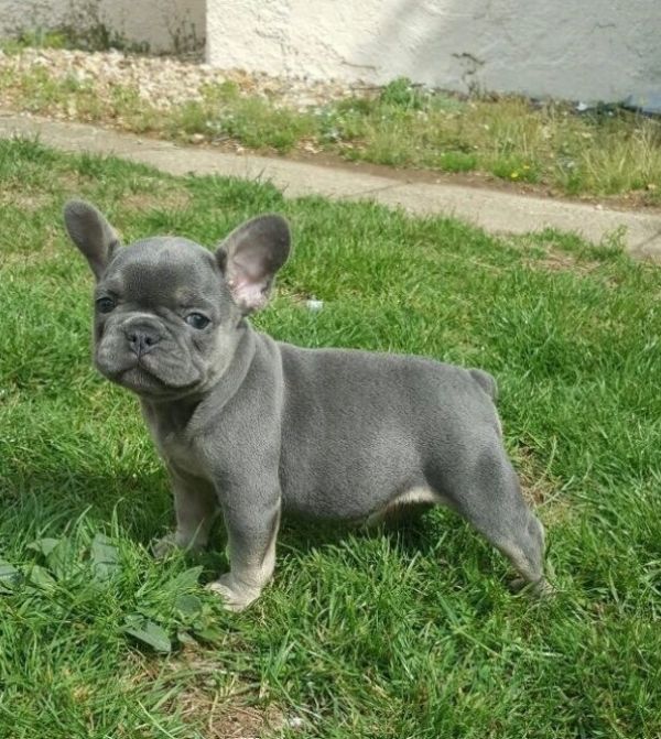 French Bulldog Puppies.