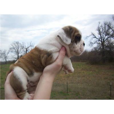 HOME TRAINED MALE AND FEMALE ENGLISH BULLDOG PUPPIES FOR REHOMING