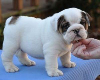 Cute Male and Female English Bulldog Puppies Free Adoption