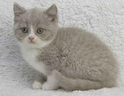 amazing male and female   british shorthair kittens