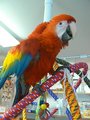 Macaws For Sale	