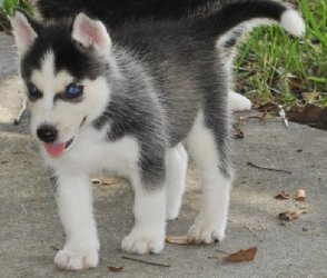  Beautiful Siberian Husky Puppies now ready for good homes
