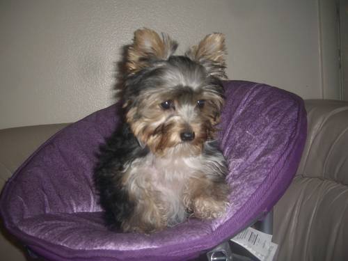 Talented Teacup Yorkies Puppies