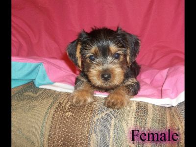 yorkie puppies