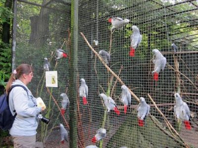 Gorgeous Hand-fed Baby Parrots For Sale
