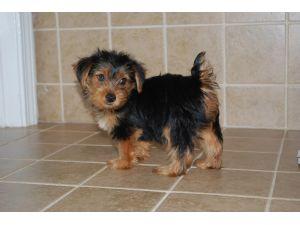 Socialize Yorkie puppies for sale.