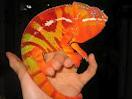 pantha chameleon for sale