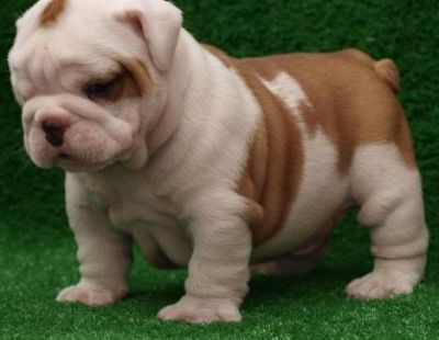 joberg English Bulldog for sale