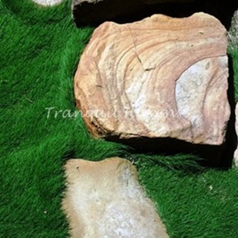 Korean No Mow Grass 10 Pots for $125.00 FREE EXPRESS POST