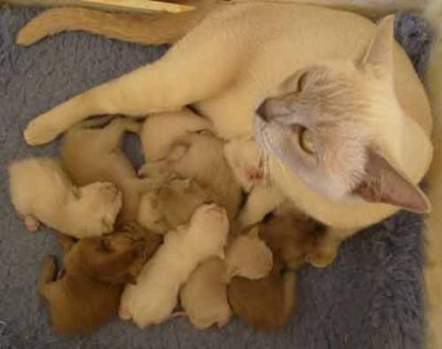 Burmese kittens Bred By Oramor
